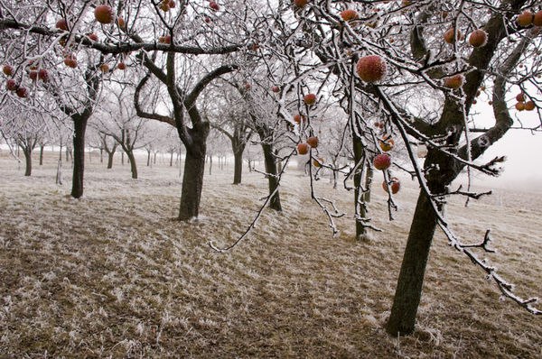 Осенний уход за яблонями или подготовка деревьев к зимовке