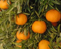 Клементин (гибрид мандарина и апельсина) Citrus clementina Arrufatina 