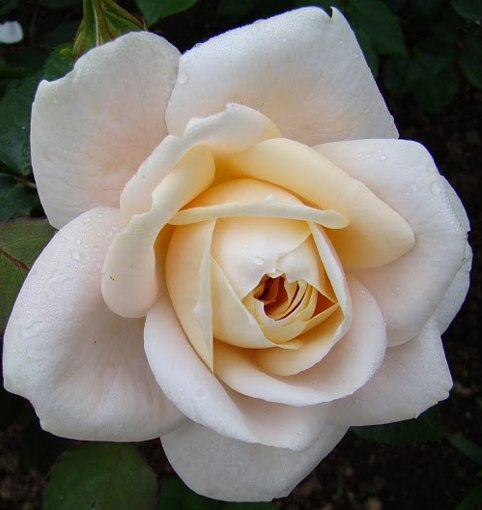 Роза Rósa Lions Rose