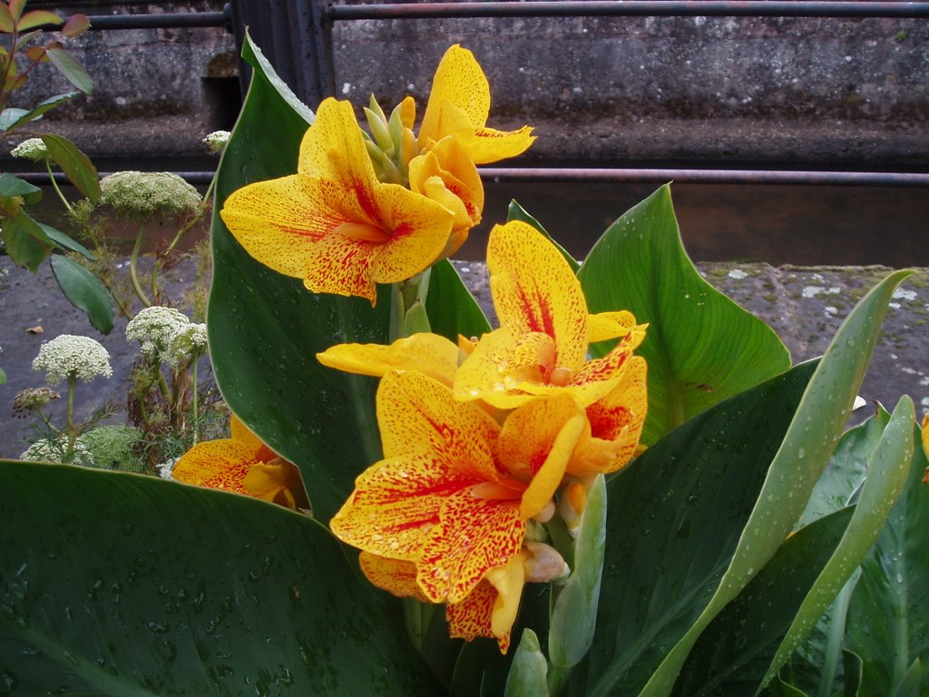 Канна индийская canna Indica