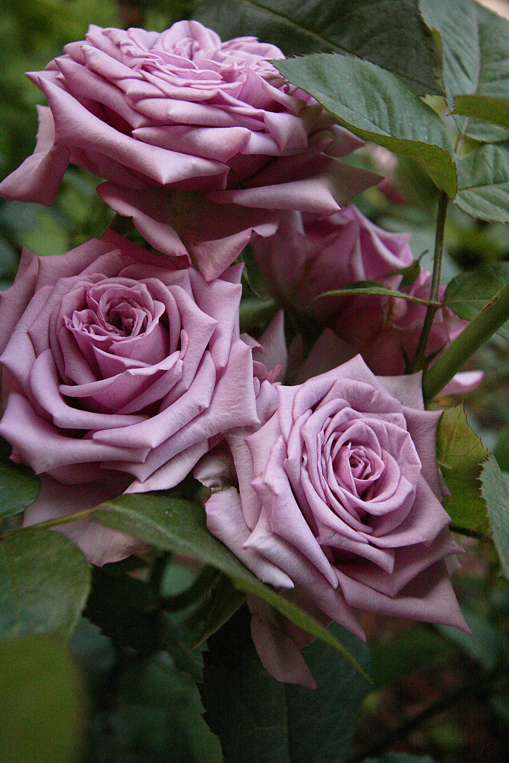Роза на штамбе Rósa Mainzer Fastnacht