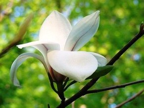 Магнолия Magnolia Amabilis 