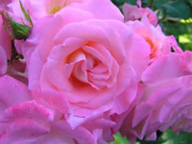 Роза Rósa Bouquet Parfait