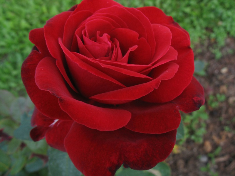 Роза Rósa Edith Piaf