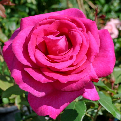 Роза Rósa Parole