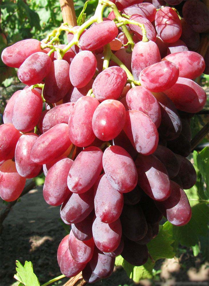Виноград плодовый Vitis vinifera Андрюша