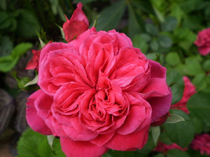 Роза Rósa Sangria
