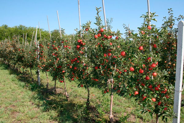 Саженцы яблони приживаются как при посадке осенью, так и весной