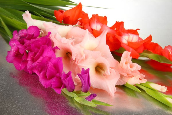 Гладиолусы, разноцветные и праздничные цветы, будут радовать вас долгое время, если при их посадке учитывать некоторые хитрости