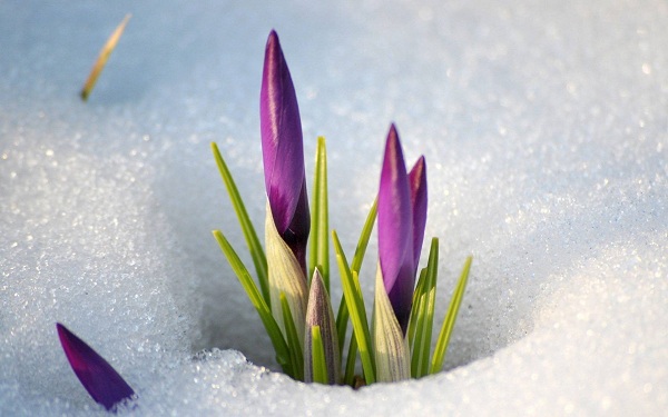 Ранние цветы называют «предвестниками весны», ведь они помогают почувствовать приближение тепла