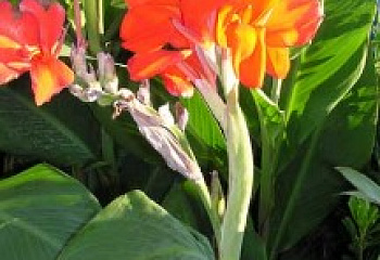 Канна Canna Andenken an Pfitzer 