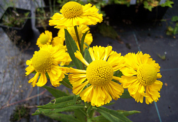 Гелениум Helenium Helena Gold 