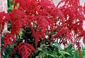 Астильба Astilbe Red Charm 