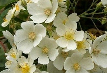 Роза Rósa Kiftsgate 