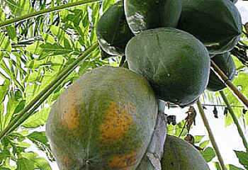 Папайя или Дынное дерево Carica papaya Gujarat 