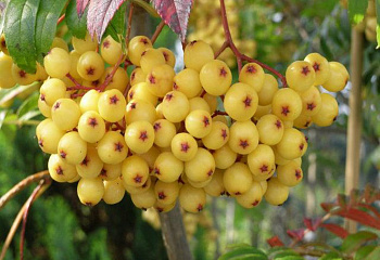 фото: Рябина Арнольда Golden Wonder Рябина Арнольда Golden Wonder