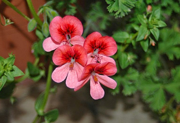 Пеларгония Pelargōnium Angel's Eyes Orange 