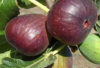 Инжир Fícus cárica Beall Fig