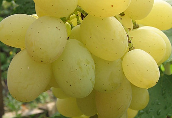 Виноград плодовый Vitis vinifera Ланселот