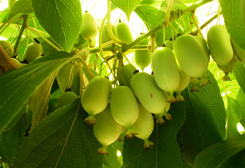 Актинидия аргута Actinidia arguta Золотая коса