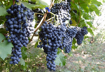 Виноград плодовый Vitis vinifera Muscat Bleu