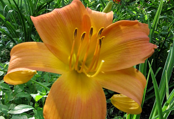 Лилейник Hemerocállis Copper Summer 