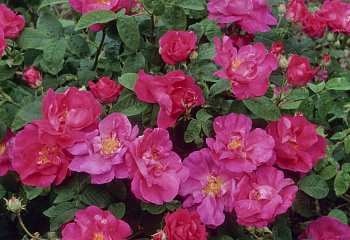 Роза Rósa Rosa Officinalis (Apotecary Rose) 