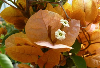Бугенвиллия или Бумажный цветок  Bougainvillea Rainbow Gold 