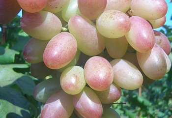 Виноград плодовый Vitis vinifera Танюша
