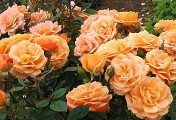 фото: Роза миниатюрная Apricot Clementine Роза миниатюрная Apricot Clementine