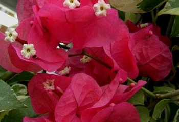 Бугенвиллия или Бумажный цветок  Bougainvillea Vera Blakenham var 