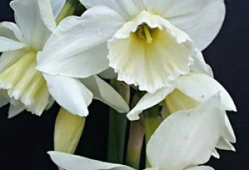 Нарцисс Narcissus Tresamble 