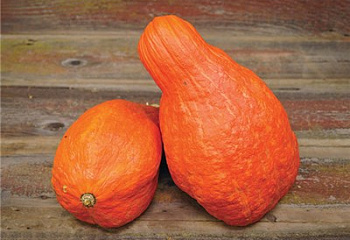 Тыква Squash Boston Marrow Squash 