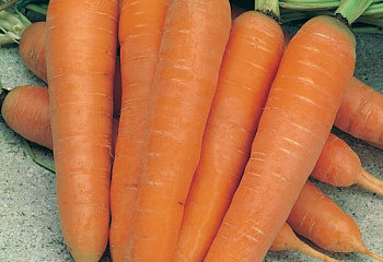 Морковь Carrot St. Valery 