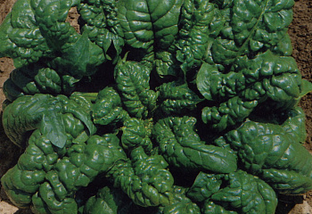 Шпинат Spinach Abundant Bloomsdale 