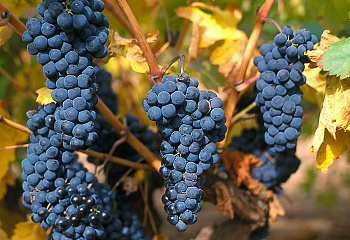 Виноград винный Vitis vinifera  Tempranillo