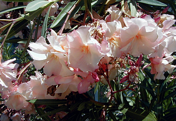 Олеандр обыкновенный  Nerium oleander Provence 