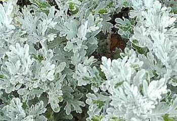 Полынь Сиверса Artemisia sieversiana Boughton Silver 