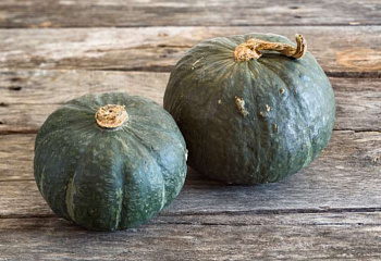 Тыква Squash Buttercup Winter Squash 
