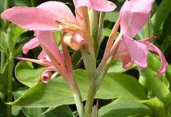 Канна Canna Liberte 