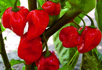 Перец острый Hot pepper Caribbean Red 