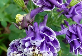 Аквилегия или Водосбор или Цветок Эльфов Aquilegia Winky Double Blue & White 