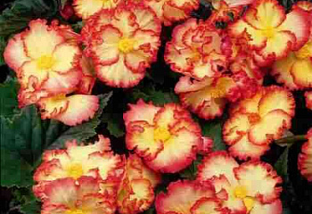 Бегония Begonia Crispa Marginata Yellow/Red 