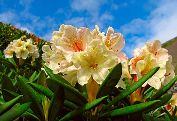 Рододендрон Cream Crest 