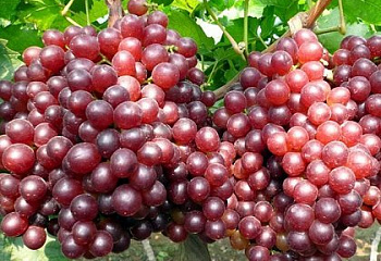 Виноград плодовый Vitis vinifera Ruby Seedless