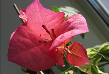 Бугенвиллия или Бумажный цветок  Bougainvillea Lila Variegata 