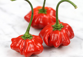 Перец острый Hot pepper Brazilian Starfish Hot Pepper 