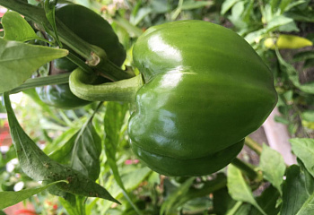 Перец острый Hot pepper Biker Billy Hybrid 