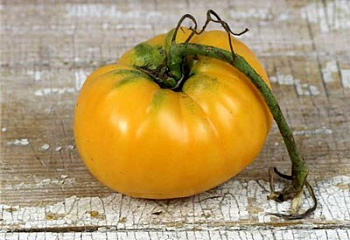 Помидор Тomato Pike County Yellow 