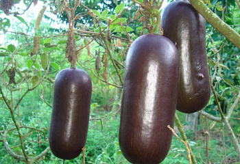 Кабачок Marrow squash Cassabanana Melocoton 